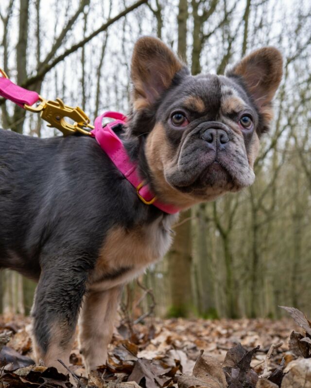 Who doesn’t love a puppy’s face on a Monday morning 🩷🤩

⚜️ Regal Dog - The Luxury Dog Brand ⚜️⁠
⁠
🛒 Shop Now: REGALDOG.CO.UK⁠

📸 @deadsharpmedia @coco.thefluffyfrenchie 
⁠
#️⃣ #dogs #dogsofinstagram #dog #dogstagram #puppy #doglover #dogoftheday #instadog #doglovers #doglife #pets #love #Regaldog #fyp #lovethis #photography #photolove