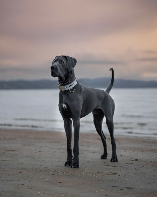 We found ourselves a beach Stud 🤤 🏖️ 

⚜️ Regal Dog - The Luxury Dog Brand ⚜️⁠
⁠
🛒 Shop Now: REGALDOG.CO.UK⁠

📸 @sven.sune 
⁠
#️⃣ #greatdane  #dogs #dogstagram #instadog #dogsofinstagram #dogoftheday #doglover #branding #doglife #doggo #pets #dogsofinsta #luxurydog #regaldog  #mondayfunday #nature #dogworld #IGdogs #photooftheday #snapthis #lovethis #greatdanebreed #regaldog