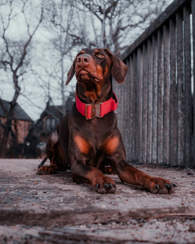 The greatest fear dogs know is the fear that you will not come back when you go out the door without them ❤️

⚜️ Regal Dog - The Luxury Dog Brand ⚜️⁠
⁠
🛒 Shop Now: REGALDOG.CO.UK⁠

📸 @deadsharpmedia @jynn_the_doberman 
⁠
#️⃣ #doberman #dogsofinstagram #dobermanpinscher #dog #dobermansofinstagram #dogs #dobermanpride #dobermanlove #dobermanpuppy #puppy #dobermann #dobie #dobermans #rottweiler #dobermandogs #regaldog #dogworld #doglove #instalove #instafollow #checkthis
