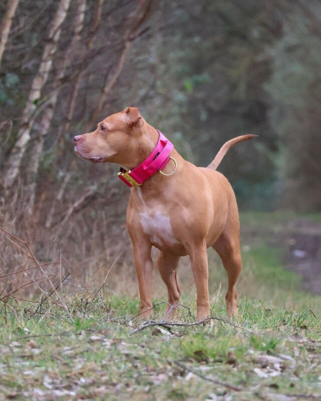 Roxy you queen 🩷👑 everyone should be like Roxy… 

⚜️ Regal Dog - The Luxury Dog Brand ⚜️⁠
⁠
🛒 Shop Now: REGALDOG.CO.UK⁠

📸 @roxytheamstaff_and_jessie 
⁠
#️⃣ #dogs #dogsofinstagram #dog #dogstagram #puppy #doglover #dogoftheday #instadog #doglovers #doglife #pets #love #Regaldog #fyp #lovethis #photography #photolove