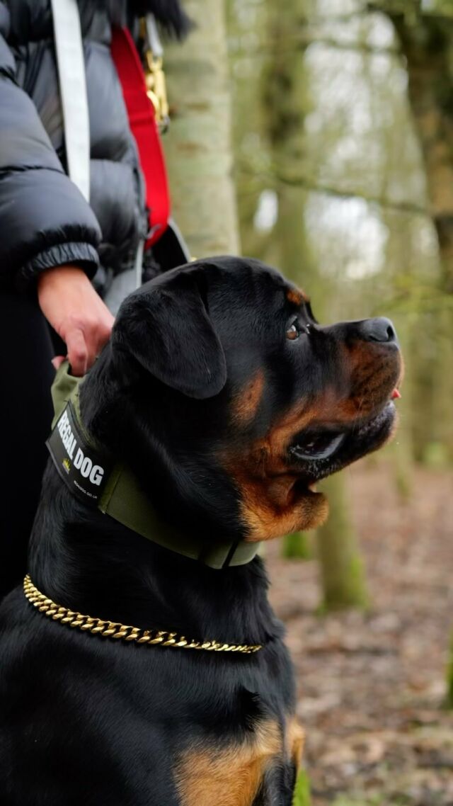 💥🫣Rocco our big friendly Giant 🫣💥
We hope you feel better 💐 

⚜️ Regal Dog - The Luxury Dog Brand ⚜️⁠
⁠
🛒 Shop Now: REGALDOG.CO.UK

📸 @rocco_the_rottweiler_ 
⁠
#dogs #dogsofinstagram #dog #dogstagram  #doglover #dogoftheday #instadog #doglovers #doglife #pets #love #Regaldog #rotti #rottiesoftiktok #rottierumble #rottielove #reel #dogreel #products #reelsvideo #fypシ゚viral