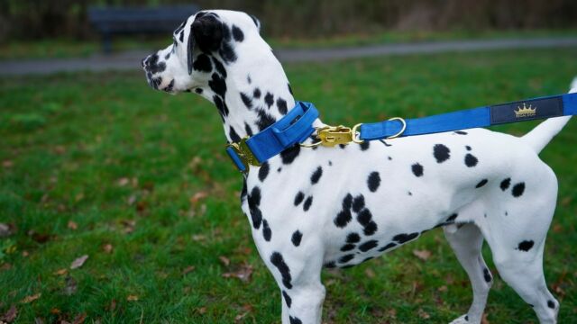 Our Ocean Blue Gold Series was made for a Prince 👑📸

⚜️ Regal Dog - The Luxury Dog Brand ⚜️⁠
⁠
🛒 Shop Now: REGALDOG.CO.UK⁠

📸 @princethedally 
⁠
#️⃣ #Dalmatian #dogs #bhfyp #pet #dogstagram #instadog #animal #doglover #petstagram #dogoftheday #ilovemydog  #doglovers #doglife #petsofinstagram #dalmatianlove #dalmatianpup #regaldog #harnesslove #followthis
