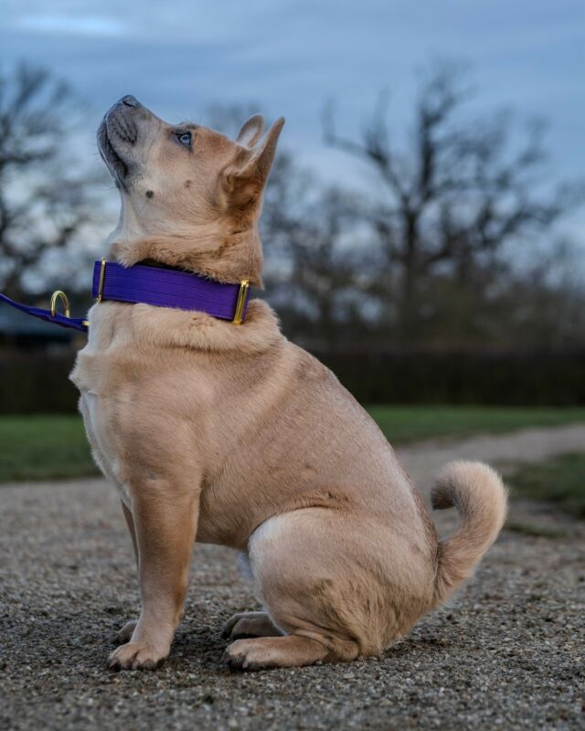 Purple is one of Bailey's favourites 💜🙏🏻

⚜️ Regal Dog - The Luxury Dog Brand ⚜️⁠
⁠
🛒 Shop Now: REGALDOG.CO.UK⁠

📸 @deadsharpmedia @boothedally 
⁠
#️⃣ #dogs #dogsofinstagram #dog #dogstagram #puppy #doglover #dogoftheday #instadog #doglovers #doglife #pets #love #Regaldog #fyp #lovethis #photography #photolove #frowfrow