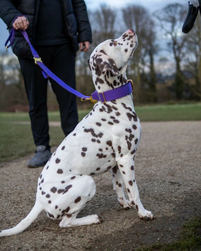 Our purple pops even on poka dots 🙌🏻

⚜️ Regal Dog - The Luxury Dog Brand ⚜️⁠
⁠
🛒 Shop Now: REGALDOG.CO.UK⁠

📸 @deadsharpmedia @boothedally
⁠
#️⃣ #dogs #dogsofinstagram #dog #dogstagram #puppy #doglover #dogoftheday #instadog #doglovers #doglife #pets #love #Regaldog #fyp #lovethis #photography #photolove