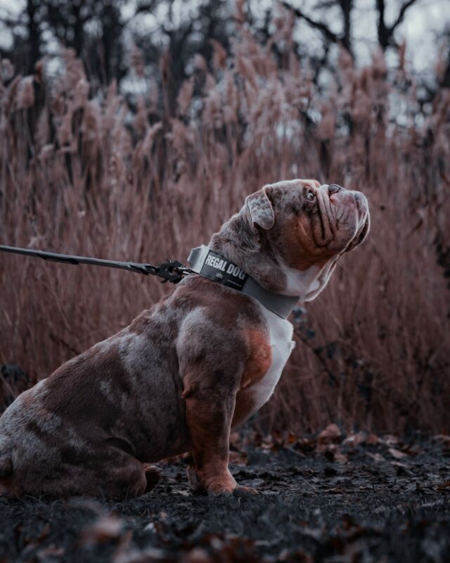 The only King around… 👑🙌🏻

⚜️ Regal Dog - The Luxury Dog Brand ⚜️⁠
⁠
🛒 Shop Now: REGALDOG.CO.UK⁠

📸 @deadsharpmedia @jkbully.uk
⁠
#️⃣ #dogs #dogsofinstagram #dog #dogstagram #puppy #doglover #dogoftheday #instadog #doglovers #doglife #pets #love #Regaldog #fyp #lovethis #photography #photolove #bully #bullylove #bullybreed #bulldog