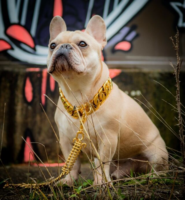 Rupert god damn, you’re dripping 💧 👑

⚜️ Regal Dog - The Luxury Dog Brand ⚜️⁠
⁠
🛒 Shop Now: REGALDOG.CO.UK⁠

📸 @deadsharpmedia
⁠
#️⃣ #dogs #dogsofinstagram #dog #dogstagram #puppy #doglover #dogoftheday #instadog #doglovers #doglife #pets #love #Regaldog #fyp #lovethis #photography #photolove #frenchie #frenchieworld #frenchielove