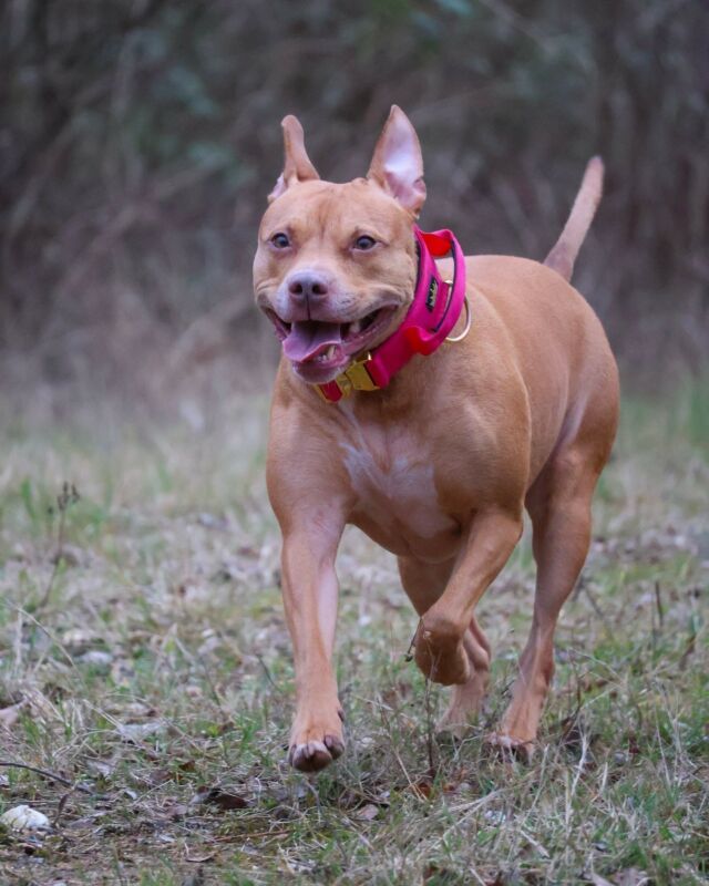 Smiling because it’s HUMP DAY 🙏🏻😁🩷

⚜️ Regal Dog - The Luxury Dog Brand ⚜️⁠
⁠
🛒 Shop Now: REGALDOG.CO.UK⁠

📸 @roxytheamstaff_and_jessie 
⁠
#️⃣ #dogs #dogsofinstagram #dog #dogstagram #puppy #doglover #dogoftheday #instadog #doglovers #doglife #pets #love #Regaldog #fyp #lovethis #photography #photolove
