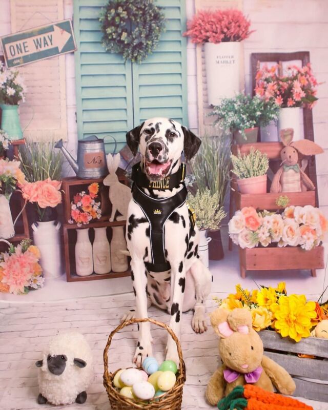 🐣 HAPPY EASTER FROM REGAL 🐣

⚜️ Regal Dog - The Luxury Dog Brand ⚜️⁠
⁠
🛒 Shop Now: REGALDOG.CO.UK⁠

📸 @princethedally 
⁠
#️⃣ #dogs #dogsofinstagram #dog #dogstagram #puppy #doglover #dogoftheday #instadog #doglovers #doglife #pets #love #Regaldog #fyp #lovethis #photography #photolove #dalmatian #easter #eastereggs #easterdog #dalmationsofinstagram