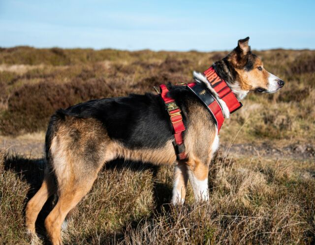 Rory is on the prowl 👀 🔥 

⚜️ Regal Dog - The Luxury Dog Brand ⚜️⁠
⁠
🛒 Shop Now: REGALDOG.CO.UK⁠

📸 @bc.rory 
⁠
#️⃣ #bordercollie #bordercolliesofinstagram #dogsofinstagram #dog #dogs #puppy #bordercolliepuppy #bordercolliesoftheworld #bordercollielovers #bordercollieworld #dogstagram #instadog #bordercollies #dogoftheday #doglife #collie #doglover #doglovers #love #puppylove #regaldog