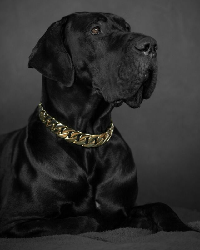 The perfect picture 🖤🙌🏻

⚜️ Regal Dog - The Luxury Dog Brand ⚜️⁠
⁠
🛒 Shop Now: REGALDOG.CO.UK⁠

📸 @sven.sune
⁠
#️⃣ #dogs #dogsofinstagram #dog #dogstagram #puppy #doglover #dogoftheday #instadog #doglovers #doglife #pets #love #Regaldog #fyp #lovethis #photography #photolove