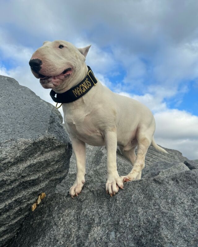 Magnus reach for the sky! 
That black gold series stands out perfectly on you. 

⚜️ Regal Dog - The Luxury Dog Brand ⚜️⁠
⁠
🛒 Shop Now: REGALDOG.CO.UK⁠

📸 @magnus_the_destoryer 
⁠
#️⃣ #bullterrier #bullterrierlove #dog #dogsofinstagram #bullterriersofinstagram #bullterrierlovers #englishbullterrier #bullterrierworld #bullterriers #bullterriergram #bullterrierpics #bullterrierlife #dogs #bullterrierclub #bullterrierpuppy #minibullterrier #bully #puppy #regaldog #collar