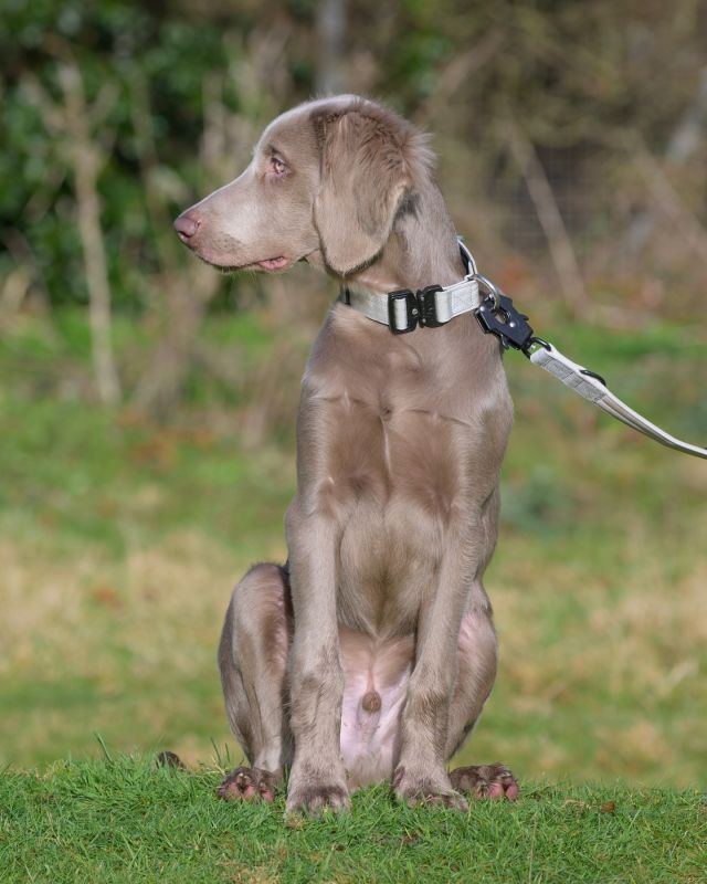 Happy Friday Everyone 😎🖤 
Have an awesome weekend! 

⚜️ Regal Dog - The Luxury Dog Brand ⚜️⁠
⁠
🛒 Shop Now: REGALDOG.CO.UK⁠

📸 @thelonghairweim 
⁠
#️⃣ #RegalDog #MyRegalDog #weimaraner #weimaranersofinstagram #weimaranerpuppy #weimaraners #weimaranerlove #weimaranerofinstagram #weimaranerlife #weimaranerclub #weimaranerworld #weimaranerlonghaired #weimaranerlovers