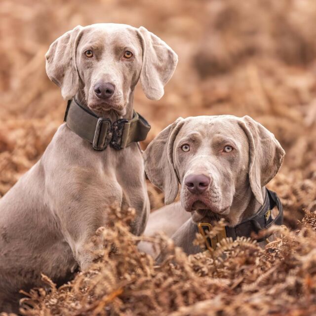These two are the perfect boost to start your Saturday 😎👑

⚜️ Regal Dog - The Luxury Dog Brand ⚜️⁠
⁠
🛒 Shop Now: REGALDOG.CO.UK⁠

📸 @jaketheweimaraner @zeus_the_weimaraner 
⁠
#️⃣ #weimaranerlove #weimaranerpuppy #weimaranerlife #weimlove #puppy #dogs #weimmoments #weimcommunity #weimaranerworld #doglover #weimaddict #weimlife #weimaranerofinstagram #instagram #dogstagram #instaweim #feature #of #weimsofinstagram #weimaranerclub