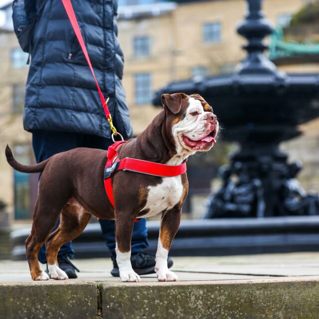❤️Standing proud,  50% of our classic harnesses ❤️

⚜️ Regal Dog - The Luxury Dog Brand ⚜️⁠
⁠
🛒 Shop Now: REGALDOG.CO.UK⁠

📸 @jkbully.uk 
⁠
#️⃣ #dogs #dogsofinstagram #dog #dogstagram #puppy #doglover #dogoftheday #instadog #doglovers #doglife #pets #love #Regaldog #fyp #lovethis #photography #photolove